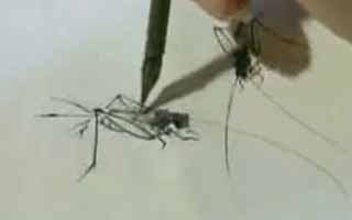书画视频-国画技法—画蟋蟀