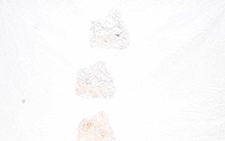 国画作品54 曾翔 当代